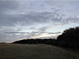 Dusk on the range at Bluebell Barn Farm