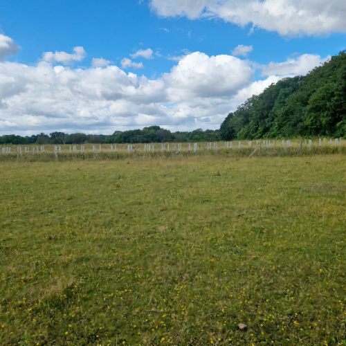 A large green field on a sunny day. There's a small fence in the center of the picture, and the right side is lined with green trees.